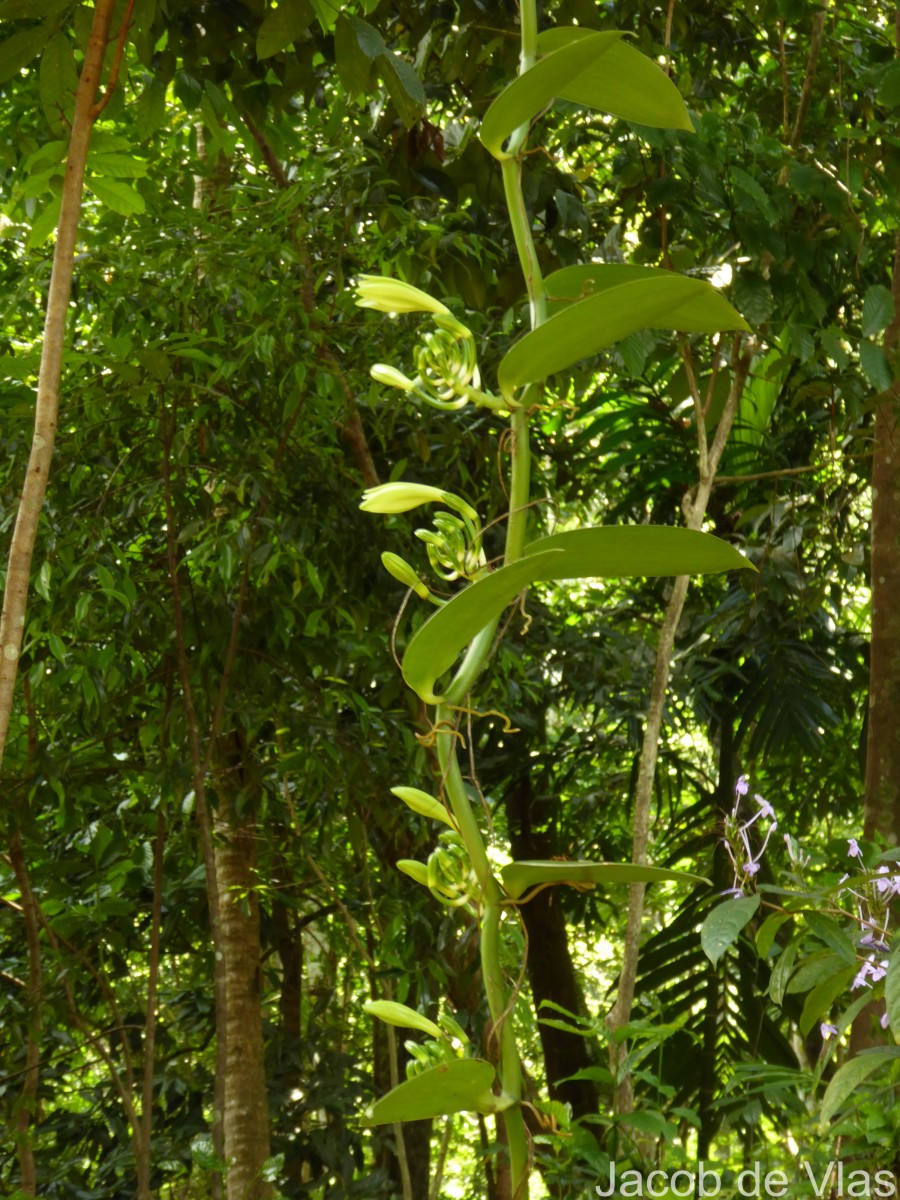 Vanilla planifolia Andrews